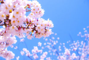 待ちきれず新宿 星の下の施術店は桜満開です！！！